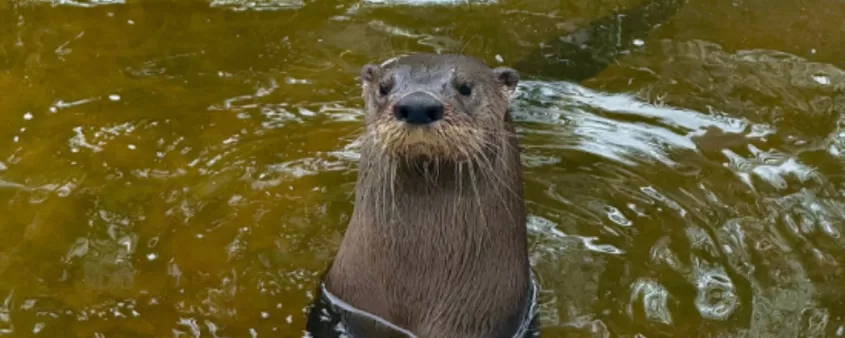 Meet the otters at Wonder Gardens