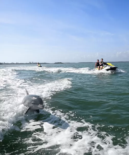 A dolphin and a small boat in the middle of a body of water